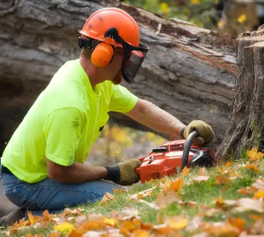 tree services New Bern